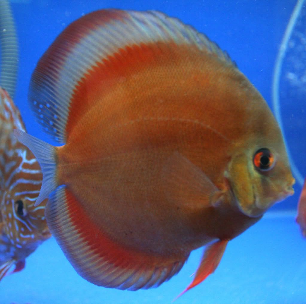 Discus How to identify male/female? Page 2 Arofanatics Fish Talk