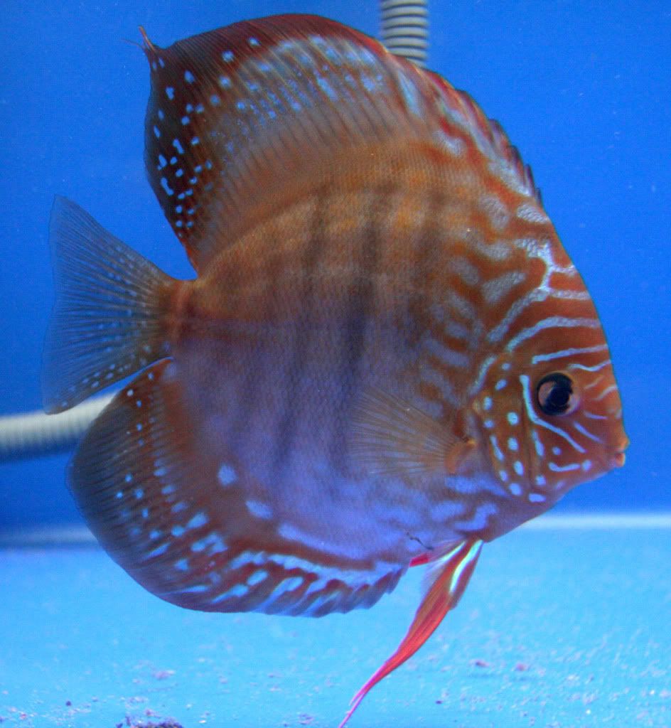 Discus How to identify male/female? Page 2 Arofanatics Fish Talk