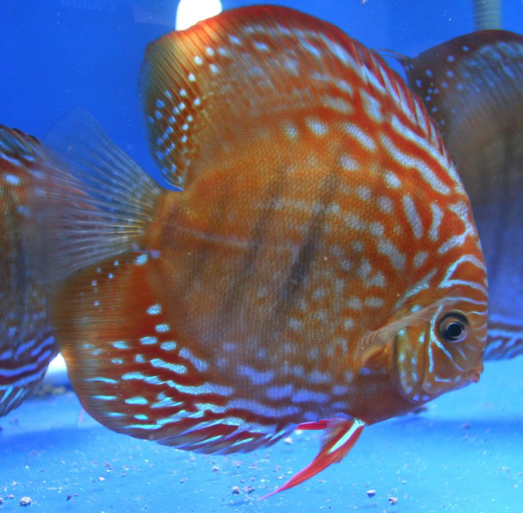 Discus How to identify male/female? Page 2 Arofanatics Fish Talk