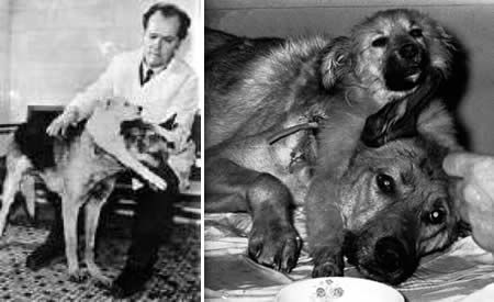 Vladimir Demikhov: Pencangkokan Anjing Berkepala Dua