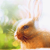 photo v1_zpsljlhojxh.gif