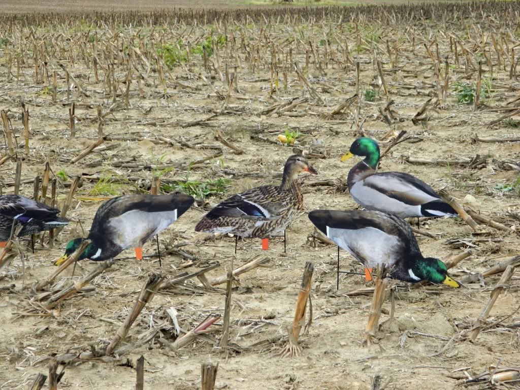 duck chat forum j2p duck chat forum j2p