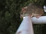 Animales Animales