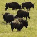 Animales Animales