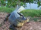 Animales Animales