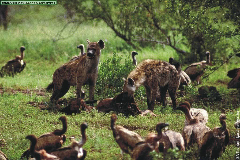 Recopilacion de curiosidades sobre animales Recopilacion de curiosidades sobre animales