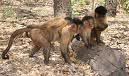 Recopilacion de curiosidades sobre animales Recopilacion de curiosidades sobre animales