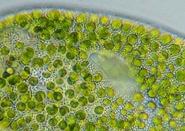 Chlorella