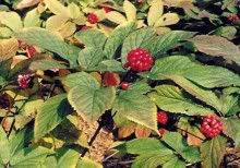 Korean Ginseng