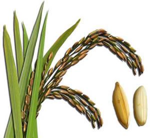 Rice bran