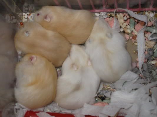 Pet Shop PETVN: Hamsters; Hedgehogs; Guinea Pig; Rabbit - 12