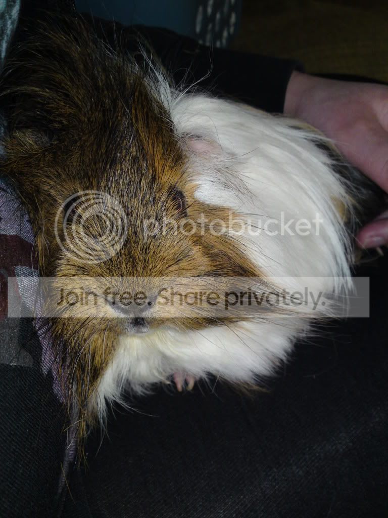 Thepiggys003.jpg