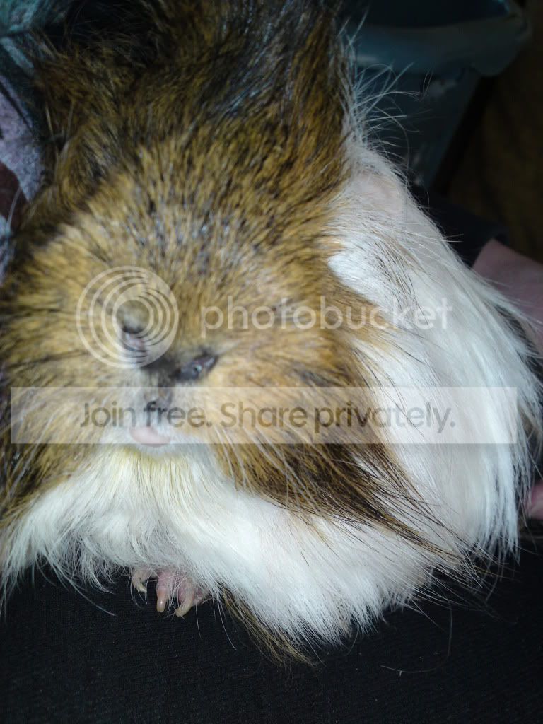 Thepiggys004.jpg