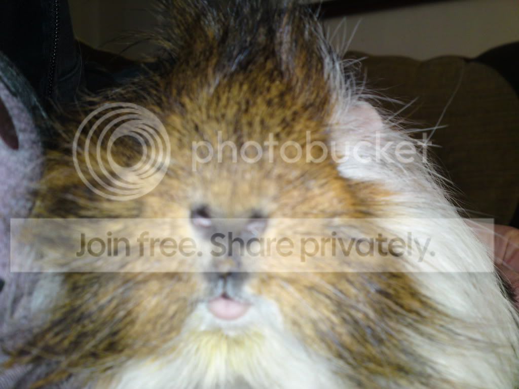 Thepiggys005.jpg