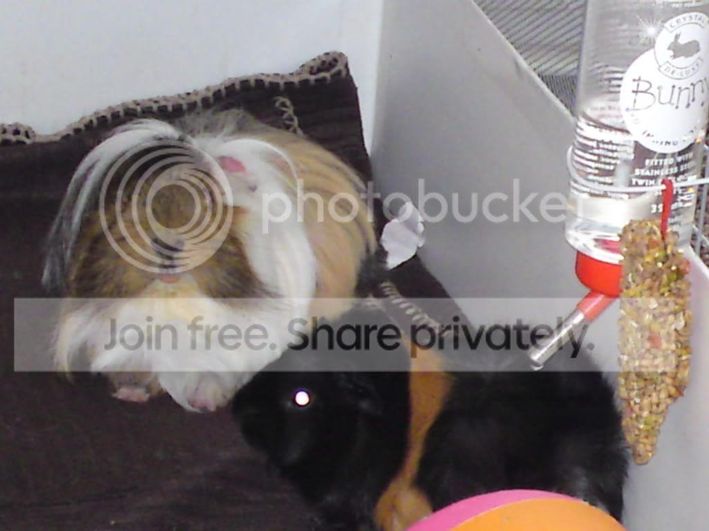 Thepiggys030.jpg