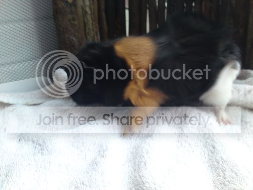 Thepiggys031.jpg