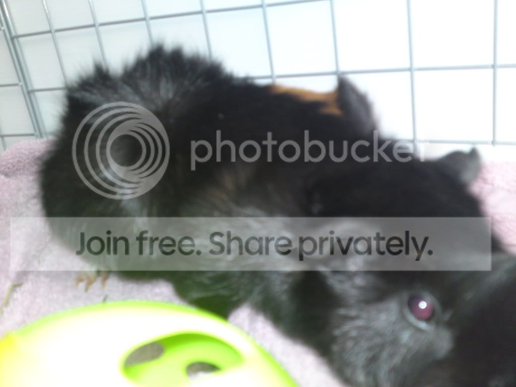 Thepiggys032.jpg