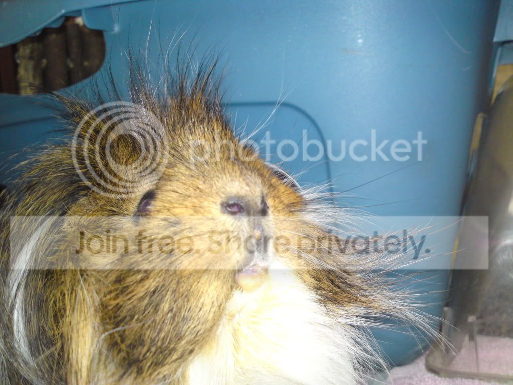 Thepiggys033.jpg