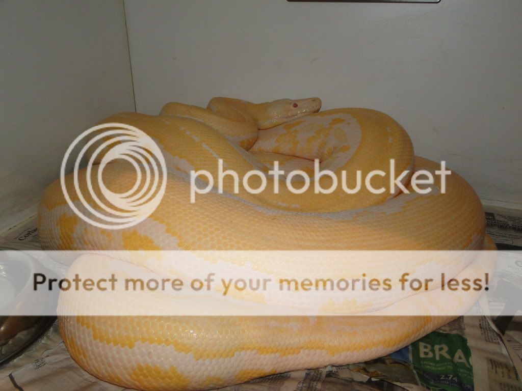 My retic breeding project | Reptile Forums