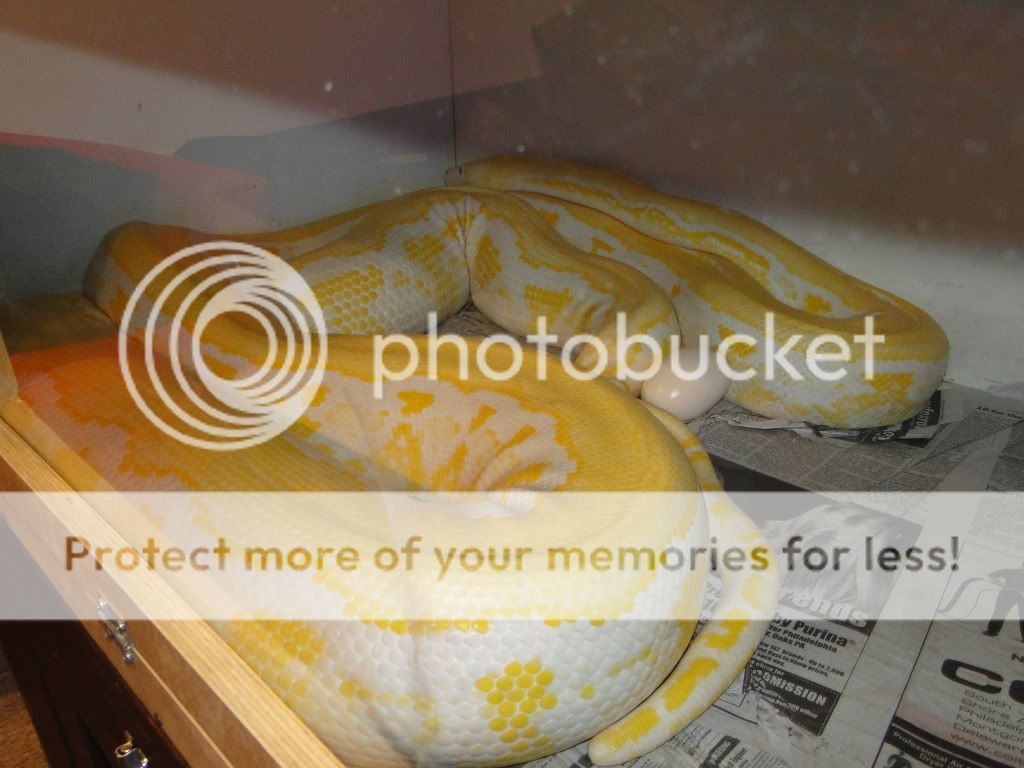 My retic breeding project | Reptile Forums