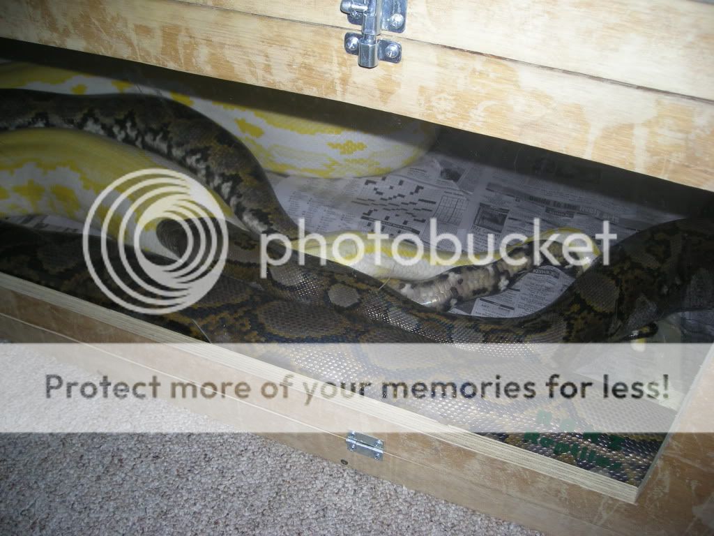 My retic breeding project | Reptile Forums