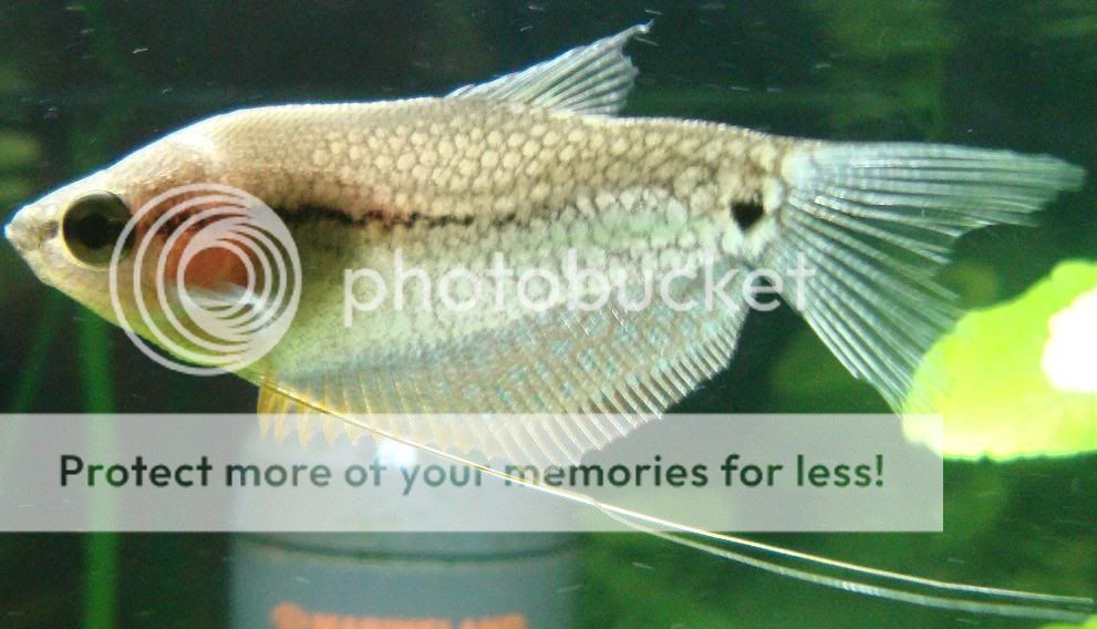 Pearl Gourami Sexing Help | Tropical Fish Forums 🐠