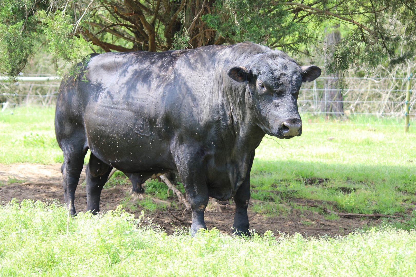 Black Angus Top Sires | CattleToday.com - Cattle, Cow & Ranching Community